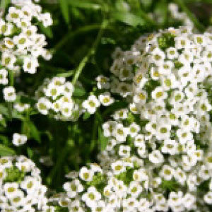 ALYSSUM, Carpet of Snow - 99¢ Cent Heirloom Seeds: Flower,Bulk	