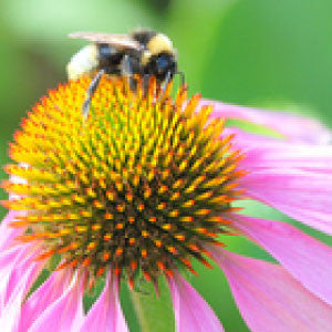 ASTER, Powder Puff Mix - 99¢ Cent Heirloom Seeds: Flower,Bulk	