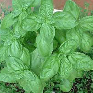 BASIL, Sweet - 99¢ Cent Heirloom Seeds: Herb	