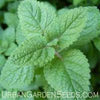 BASIL Seeds, Lemon
