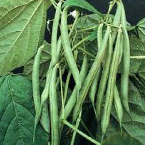 BEANS, Blue Lake Pole - 99¢ Cent Heirloom Seeds: Heirloom,Bulk	