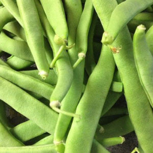 BEANS, Kentucky Wonder Pole - 99¢ Cent Heirloom Seeds: Heirloom,Bulk	