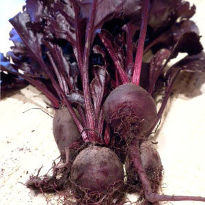 BEETS, Bull's Blood - 99¢ Cent Heirloom Seeds: Heirloom,Bulk	