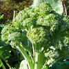 BROCCOLI, Calabrese