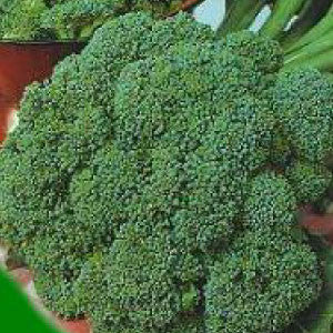 BROCCOLI,Waltham - 99¢ Cent Heirloom Seeds: Heirloom,Bulk	