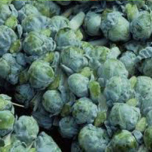 BRUSSEL SPROUT, Long Island Improved - 99¢ Cent Heirloom Seeds: Heirloom,Bulk	