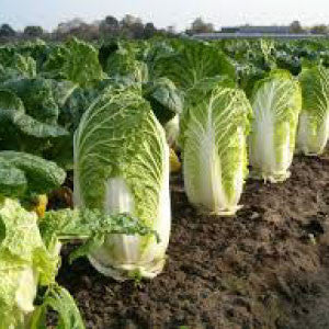 CABBAGE, Chinese Michihili - 99¢ Cent Heirloom Seeds: Heirloom,Bulk	