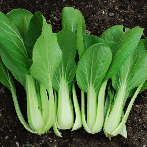 CABBAGE, Pak Choi - 99¢ Cent Heirloom Seeds: Heirloom	