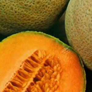 CANTALOUPE, Crenshaw - 99¢ Cent Heirloom Seeds: Heirloom,Bulk	