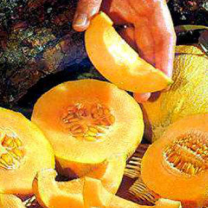 CANTALOUPE, Minnesota Midget - 99¢ Cent Heirloom Seeds: Heirloom,Bulk	