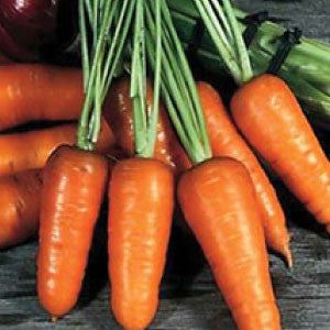 CARROT, Chantenay - 99¢ Cent Heirloom Seeds: Heirloom,Bulk	