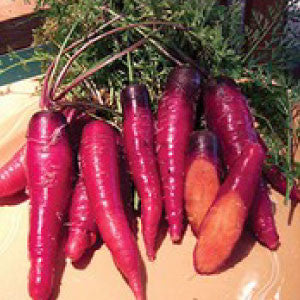 CARROT, Cosmic Purple - 99¢ Cent Heirloom Seeds: Heirloom	