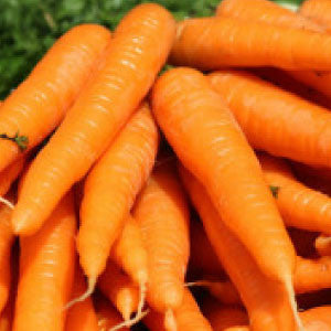 CARROT, Little Finger - 99¢ Cent Heirloom Seeds: Heirloom,Bulk	