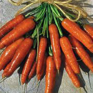 CARROT, Scarlet Nantes - 99¢ Cent Heirloom Seeds: Heirloom,Bulk	