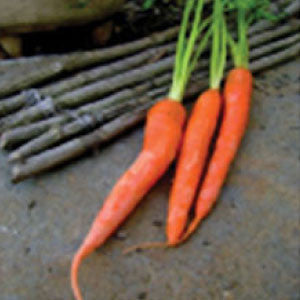 CARROT, Tendersweet - 99¢ Cent Heirloom Seeds: Heirloom,Bulk	