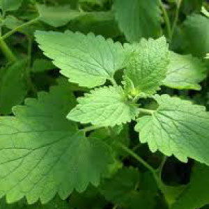 CATNIP - 99¢ Cent Heirloom Seeds: Herb	