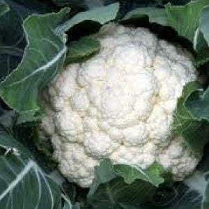 CAULIFLOWER, Snowball - 99¢ Cent Heirloom Seeds: Heirloom,Bulk	