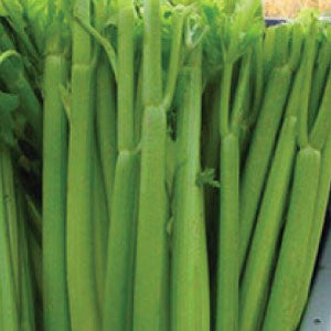 CELERY, Tall Utah - 99¢ Cent Heirloom Seeds: Heirloom	