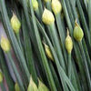 CHIVES, Garlic