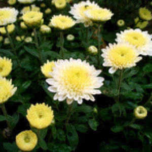 white chrysanthemum flower seeds CHRYSANTHEMUM, Shasta Daisy