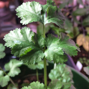 CILANTRO/ Coriander - 99¢ Cent Heirloom Seeds: Herb,Bulk	