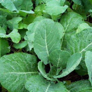 COLLARD GREENS, Georgia Southern - 99¢ Cent Heirloom Seeds: Heirloom,Bulk	