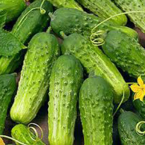 CUCUMBER, National Pickling - 99¢ Cent Heirloom Seeds: Heirloom,Bulk	