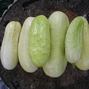 CUCUMBER, White Wonder - 99¢ Cent Heirloom Seeds: Heirloom,Bulk	