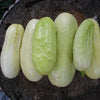 CUCUMBER, White Wonder