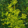 DILL, Bouquet