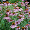 ECHINACEA, Purpurea