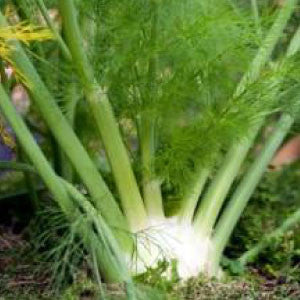 FENNEL, Sweet - 99¢ Cent Heirloom Seeds: Herb	