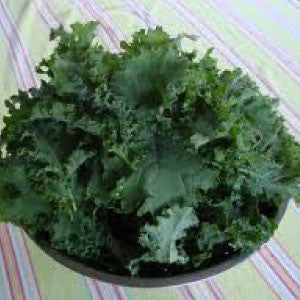 KALE, Premier - 99¢ Cent Heirloom Seeds: Heirloom,Bulk	