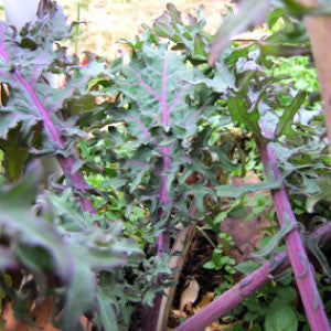 KALE, Red Russian - 99¢ Cent Heirloom Seeds: Heirloom,Bulk	