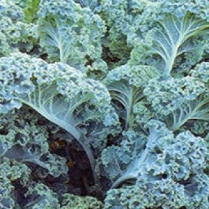 KALE, Vates Blue Curled Scotch - 99¢ Cent Heirloom Seeds: Heirloom,Bulk	