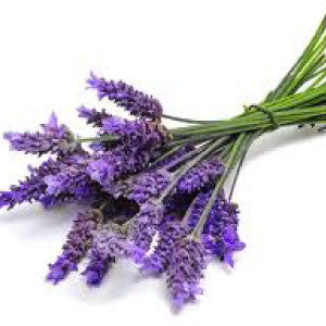 LAVENDER, Munstead - 99¢ Cent Heirloom Seeds: Herb	