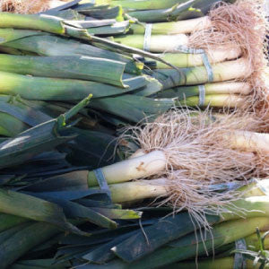 LEEK, American Flag - 99¢ Cent Heirloom Seeds: Heirloom,Bulk	