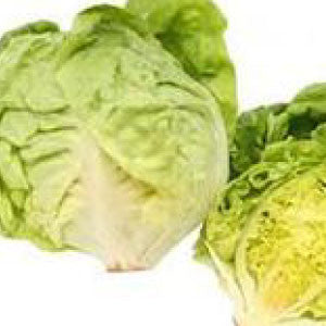 LETTUCE, Bibb - 99¢ Cent Heirloom Seeds: Heirloom,Bulk	