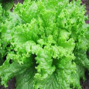 LETTUCE, Black Seeded Simpson - 99¢ Cent Heirloom Seeds: Heirloom,Bulk	