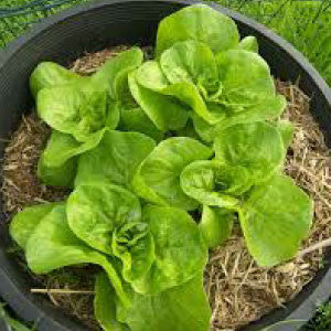 planting buttercrunch lettuce seeds LETTUCE, Buttercrunch