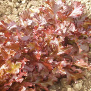 LETTUCE, Red Salad Bowl - 99¢ Cent Heirloom Seeds: Heirloom,Bulk	