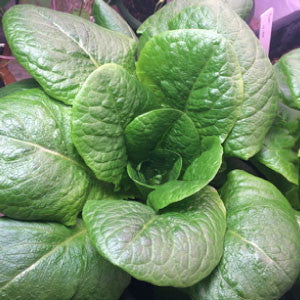 LETTUCE, Paris White Romaine - 99¢ Cent Heirloom Seeds: Heirloom,Bulk	