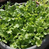 LETTUCE, Salad Bowl