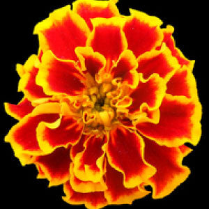 99 cent flower seeds MARIGOLD Seeds, Sparky Mix
