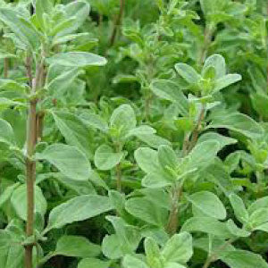 MARJORAM, Sweet - 99¢ Cent Heirloom Seeds: Herb	