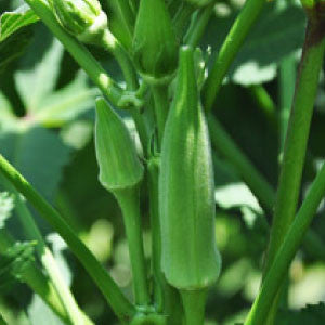 OKRA, Clemson Spineless - 99¢ Cent Heirloom Seeds: Heirloom,Bulk	