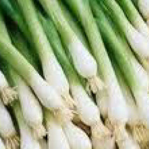 ONION, Tokyo Long White - 99¢ Cent Heirloom Seeds: Heirloom,Bulk	