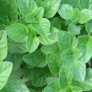 OREGANO - 99¢ Cent Heirloom Seeds: Herb	