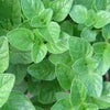 OREGANO