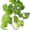 PARSLEY Seeds, Moss Curled